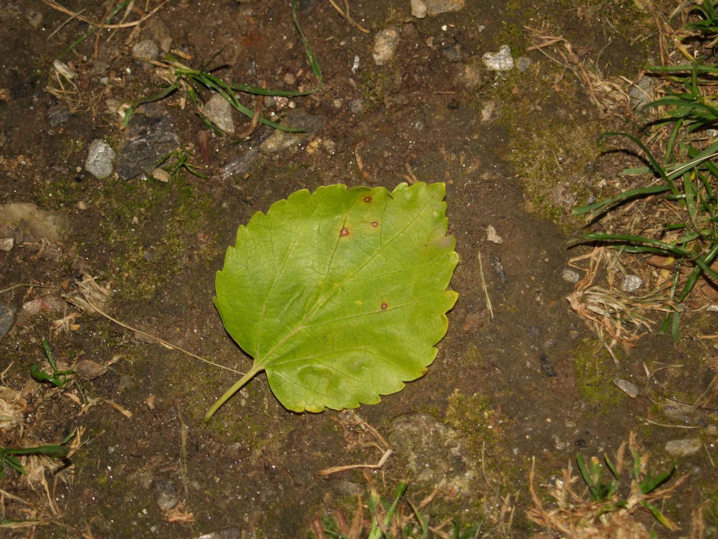 Mulberry, White leaf
